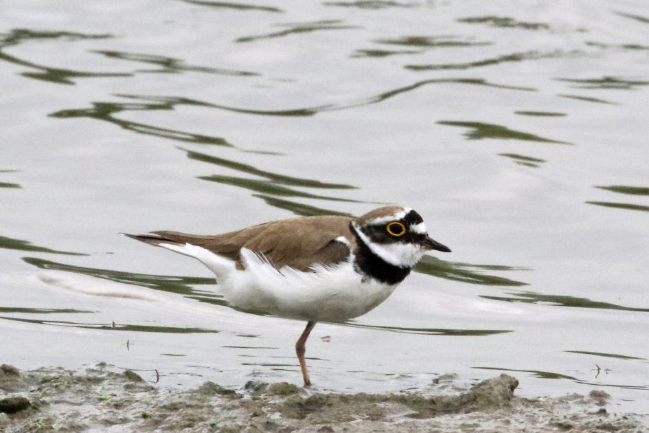 Kleine plevier - Vogels - 